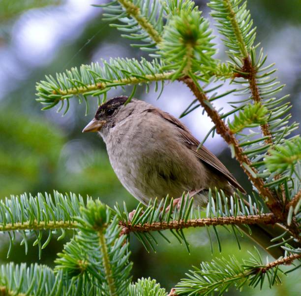 istock Golden Crowned Sparrow in Homer Alaska 1656496650