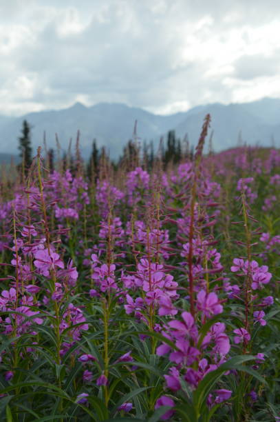 istock Fireweed flowers in full bloom in Alaska 1656507277