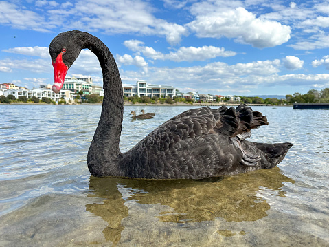 One black swan swimming in the water at the lake.
