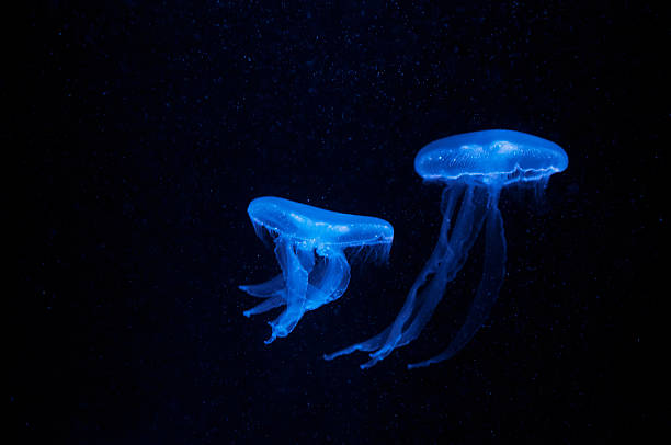 medusa-da-lua - moon jellyfish jellyfish sea sea life imagens e fotografias de stock