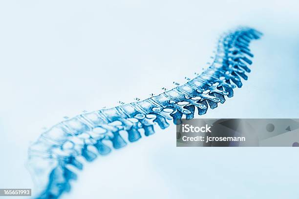 Coluna Vertebral Humana - Arte vetorial de stock e mais imagens de Coluna vertebral humana - Coluna vertebral humana, Equipamento Ortopédico, Desenho