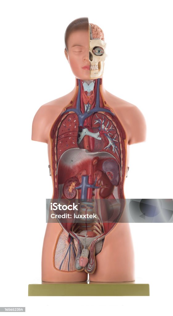 雄人体解剖モデル - 医学模型のロイヤリティフリーストックフォト