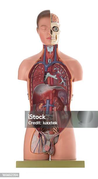 雄人体解剖モデル - 医学模型のストックフォトや画像を多数ご用意 - 医学模型, カットアウト, 排泄系