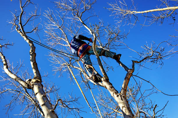istock Chainsaw Arborist Tree Surgeon High Cutting Sawdust 165652776