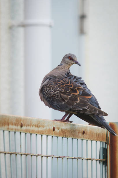 istock Wild pigeons on the fence 1656530512