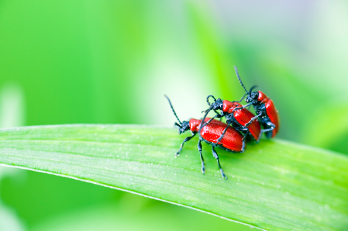A macro capture with selective focus on 3 red lily beetles piled on top of each other sitting on a green leaf.