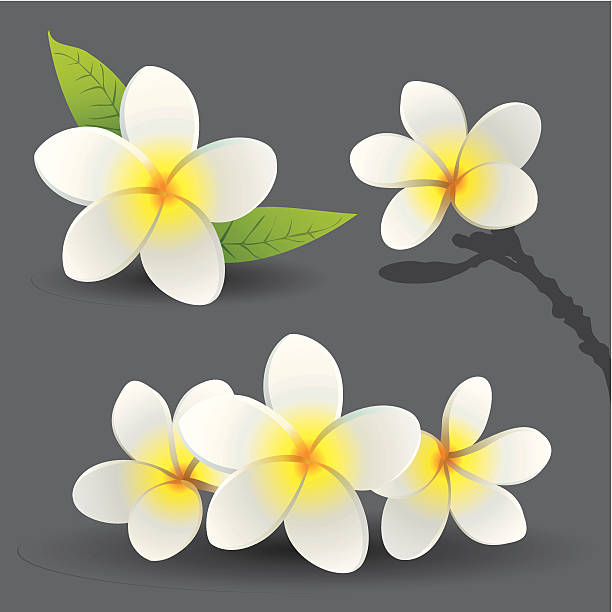 frangipani blumen (plumeria - bettafish stock-grafiken, -clipart, -cartoons und -symbole