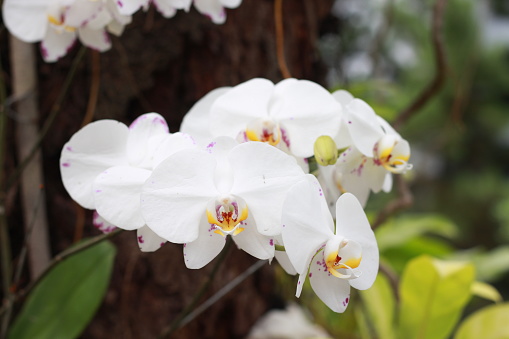 White phalaenopsis amabilis commonly name as Moon orchid or Moth orchid in India and Anggrek bulan in Indonesia.