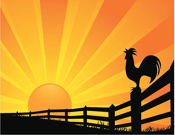 illustrations, cliparts, dessins animés et icônes de coq lever du soleil - farm fence