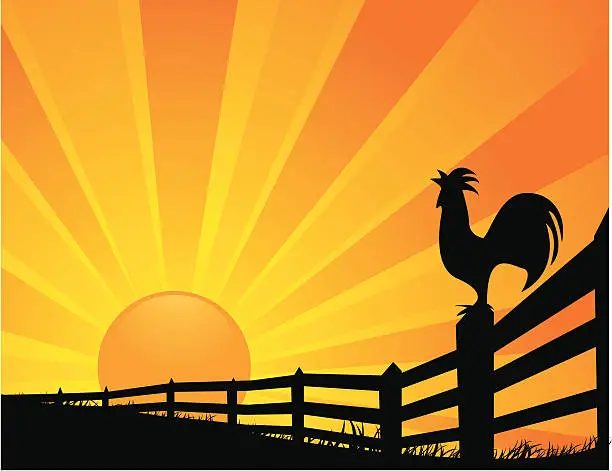Vector illustration of Rooster Sunrise