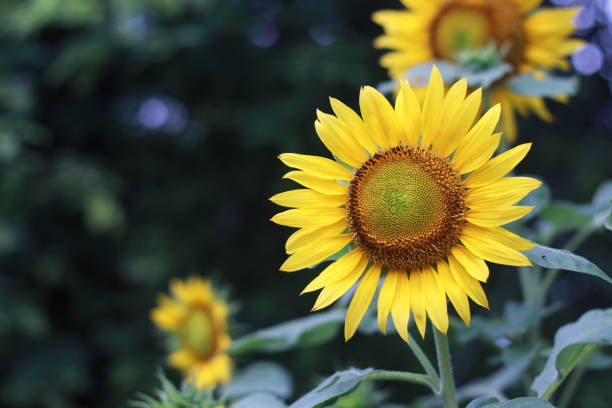 istock Beautiful sunflower on a sunny day with a natural background 1656543247