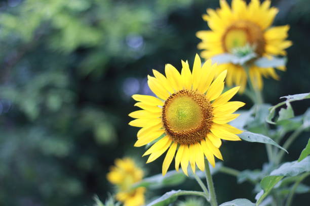 istock Beautiful sunflower on a sunny day with a natural background 1656547044