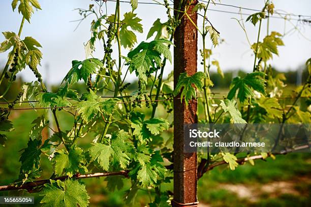 Vigneti Immagine A Colori - Fotografie stock e altre immagini di Ambientazione esterna - Ambientazione esterna, Azienda vinicola, Composizione orizzontale