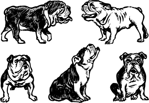 Illustration of a bulldog in several different poses. Hand drawn. 
