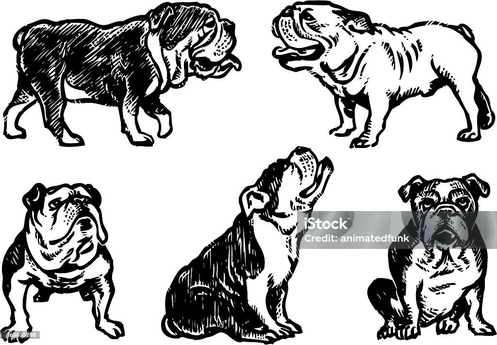 Bulldogs Sketch Illustration of a bulldog in several different poses. Hand drawn.  Bulldog stock vector