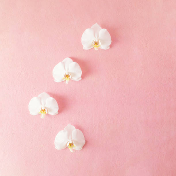istock Orchid flowers against pastel pink background. Minimal composition. Flat lay. Copy space 1656553019
