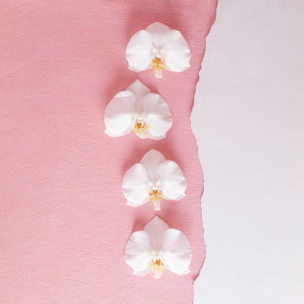 istock Orchid flowers against pastel pink background. Minimal composition. Flat lay. Copy space 1656553020