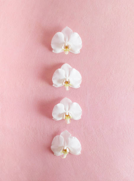 Orchid flowers against pastel pink background. Minimal composition. Flat lay. Copy space