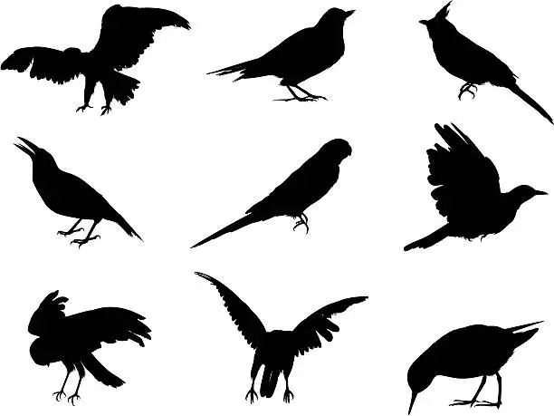 Vector illustration of Silhouettes of various birds