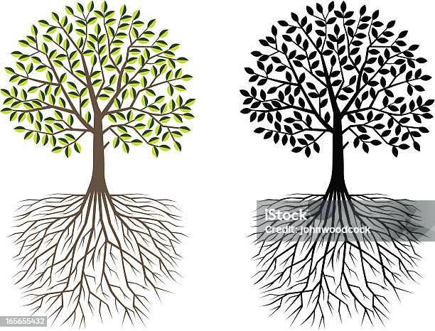 Baum Und Wurzeln Stock Vektor Art und mehr Bilder von Baum - Baum, Wurzel, Allegorie