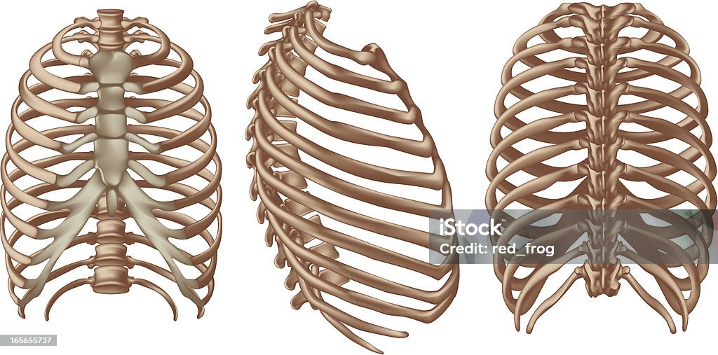 Zona intercostal - arte vectorial de Caja torácica humana libre de derechos
