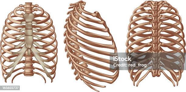 Ilustración de Zona Intercostal y más Vectores Libres de Derechos de Caja torácica humana - Caja torácica humana, Cavidad torácica, Esqueleto humano
