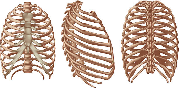 Rib cage Rib cage in three view, front, side and back. Every single bone is a single object that can be modified individually.  sternum stock illustrations