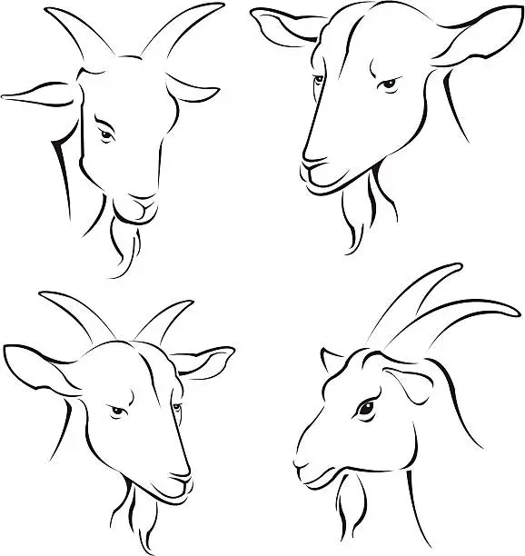 Vector illustration of simple goats