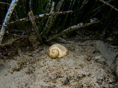 Moon snail among seagrass