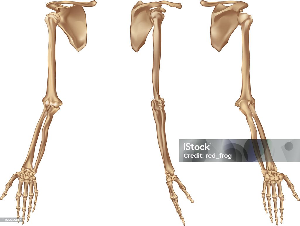 오른쪽 팔 뼈 - 로열티 프리 인간의 골격 벡터 아트