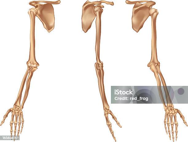 Prawym Ramieniu Kości - Stockowe grafiki wektorowe i więcej obrazów Szkielet człowieka - Szkielet człowieka, Kość łokciowa, Kość ramienia