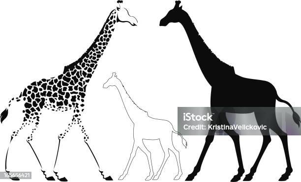 Giraffe Stock Illustration - Download Image Now - Africa, Giraffe, Line Art