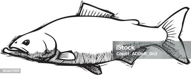 Esboço De Salmão - Arte vetorial de stock e mais imagens de Salmão - Animal - Salmão - Animal, Salmão real, Salmão vermelho