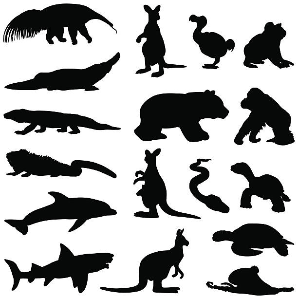 Hot climate animal silhouettes Vector silhouettes of animals from hot climates many of which can be found in Australia. joey stock illustrations