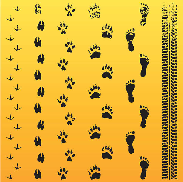 ilustraciones, imágenes clip art, dibujos animados e iconos de stock de grunge impronta de animal evolución - paw print animal track dirt track