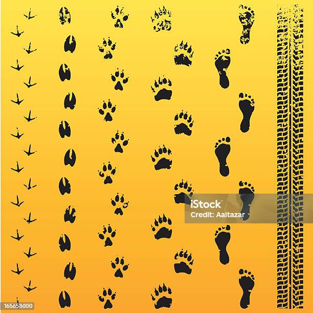 Grunge Animal Track Evolution Stock Illustration - Download Image Now - Dirt Road, Raccoon, Moose