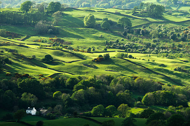 English Lake District Evening sunlight illuminating woods and meadows on a hillside in the English Lake District. Slightly soft focus due to distance and windy conditions. the may pictures stock pictures, royalty-free photos & images