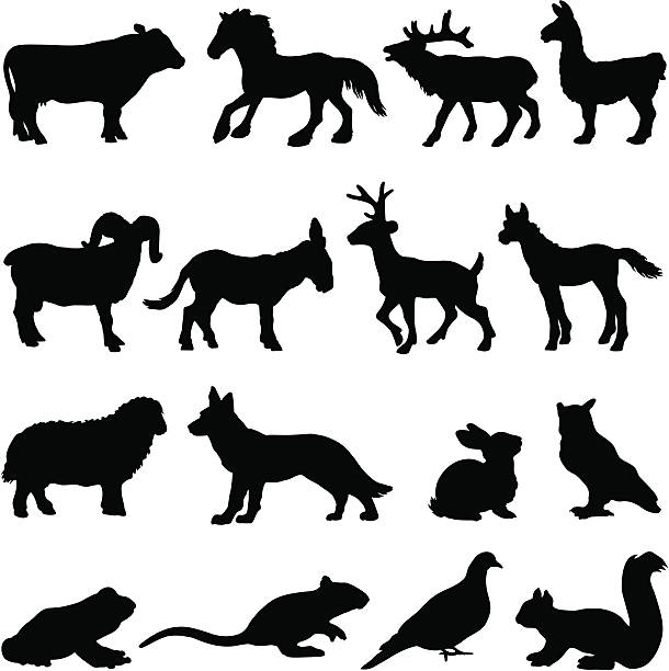 Country farm animal silhouettes Vector silhouettes of many different farm animal profiles. silhouette of a black and white rabbit stock illustrations