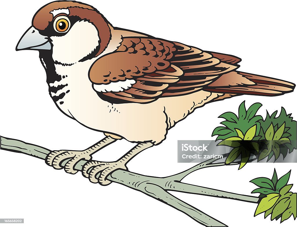 Sparrow Illustration of sparrow. Animal stock vector