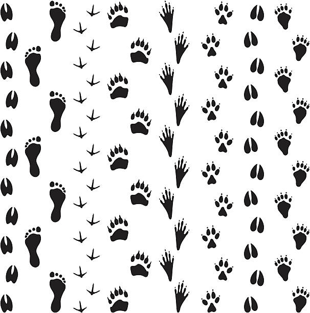 черные силуэты животных отслеживает - animal track stock illustrations
