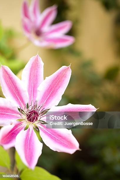 Pink Waldrebe Stockfoto und mehr Bilder von Bestäubung - Bestäubung, Bildhintergrund, Bildschärfe