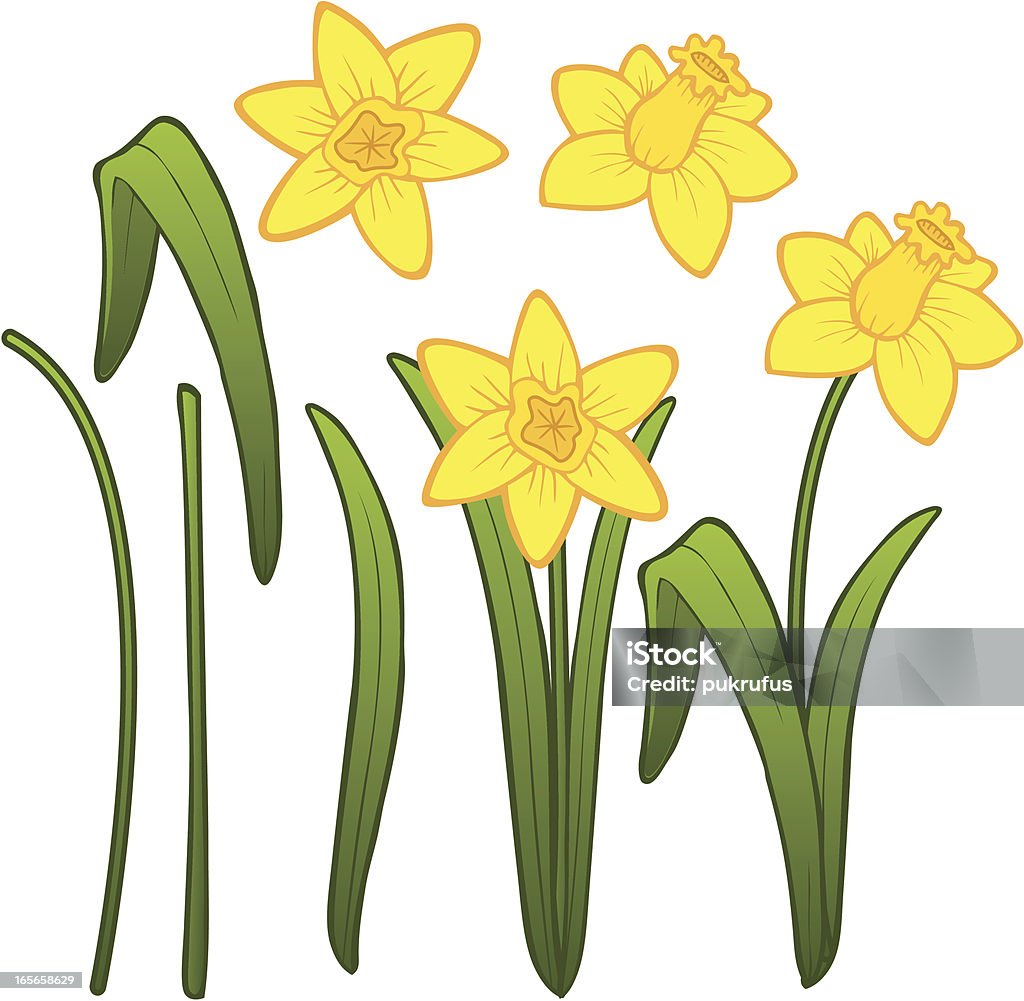 Narciso partes - Royalty-free Narciso - Flor arte vetorial