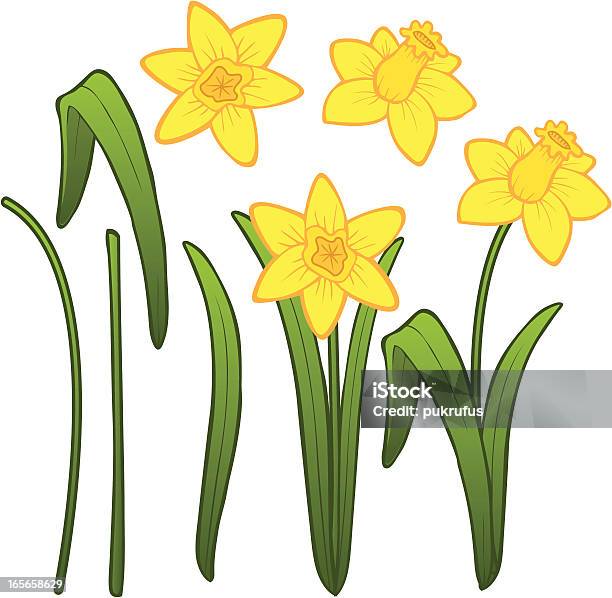 Vetores de Narciso Partes e mais imagens de Narciso - Família do Lírio - Narciso - Família do Lírio, Amarelo, Caule