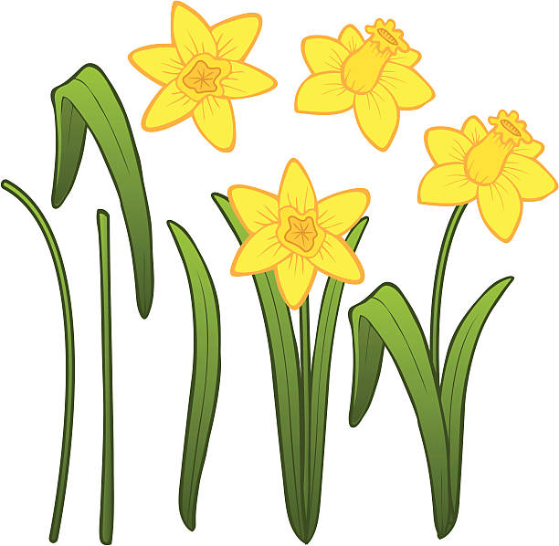 нарцисс деталей - daffodil stem yellow spring stock illustrations
