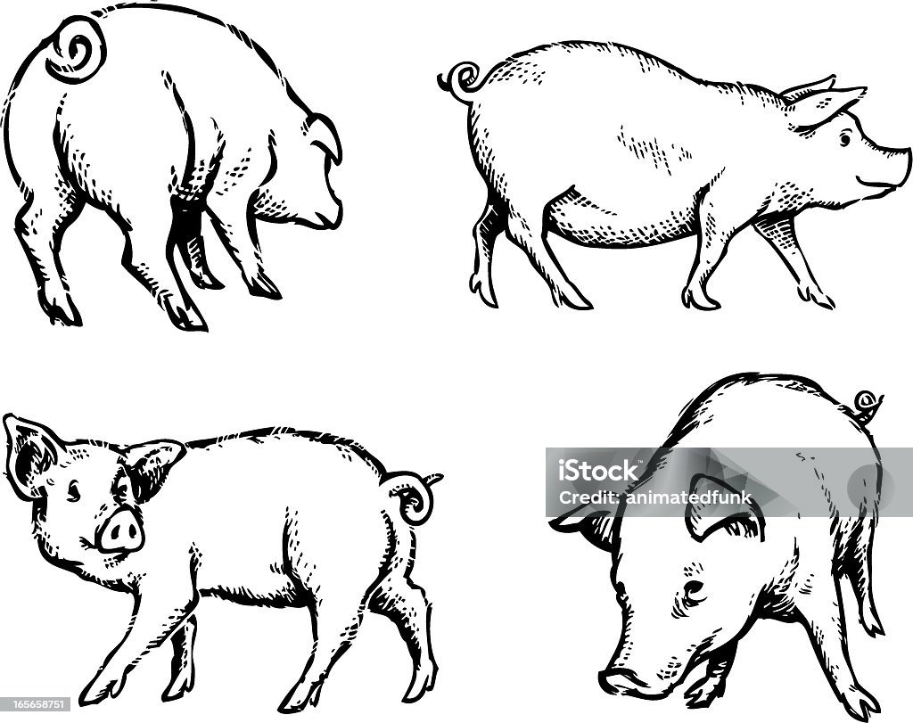 Pigs Illustration Hand drawn illustration of some pigs in a few different poses.  Pig stock vector