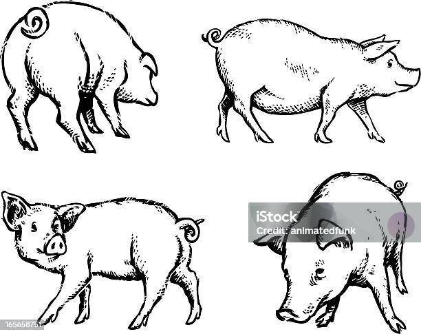 Pigs Illustration Stock Illustration - Download Image Now - Pig, Illustration, Sketch