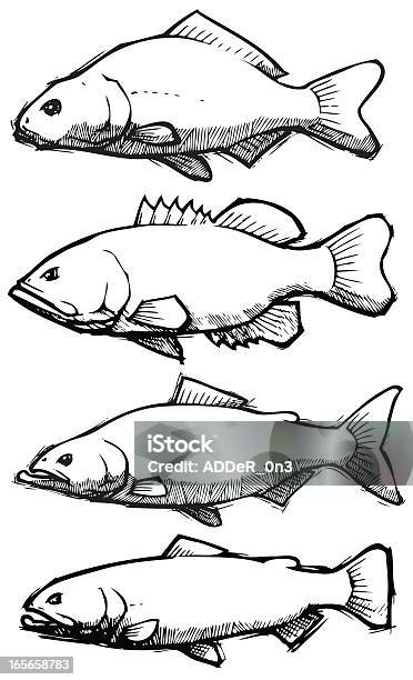 고기잡이 스케치 컬레션 물고기에 대한 스톡 벡터 아트 및 기타 이미지 - 물고기, 송어, 0명