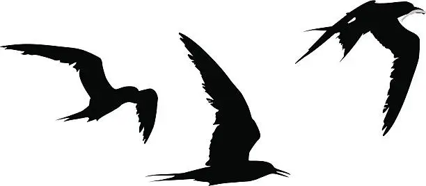 Vector illustration of Common tern
