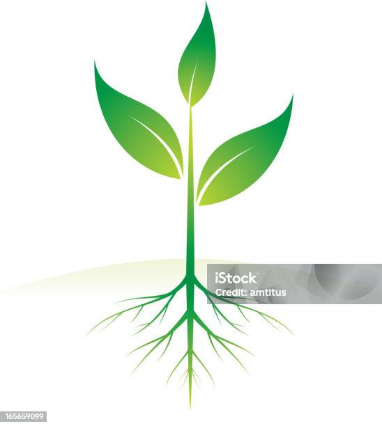Рост Растение — стоковая векторная графика и другие изображения на тему Корень - Корень, Флора, Лист