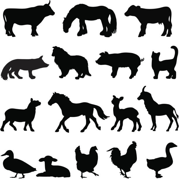 bauernhof tier silhouette profile - livestock isolated young animal chicken stock-grafiken, -clipart, -cartoons und -symbole